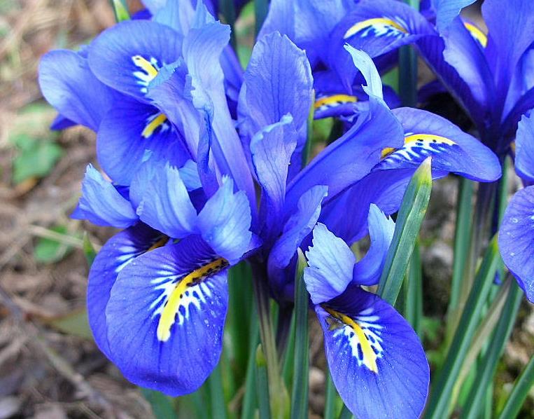 Lirio azul ... Iris reticulata